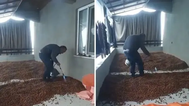 Yağışlar Fındık Üreticisini Zorladı: Kurutmak İ̇çin Pürmüz Kullandı
