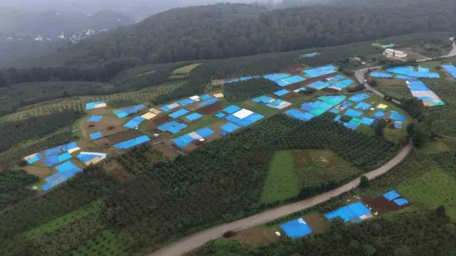 Yağışlı Havada Fındık Kurutan Üreticilere Branda Uyarısı