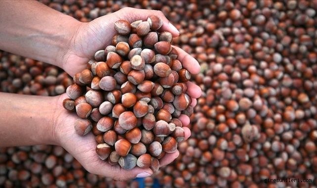 Ordu’da Fındık Fiyatı 170 TL’de Sabitlendi, 300 TL Gündemde