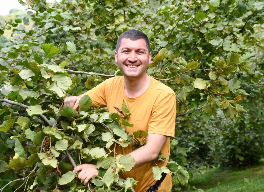 Ordu'da Fındık Hasadı Başladı