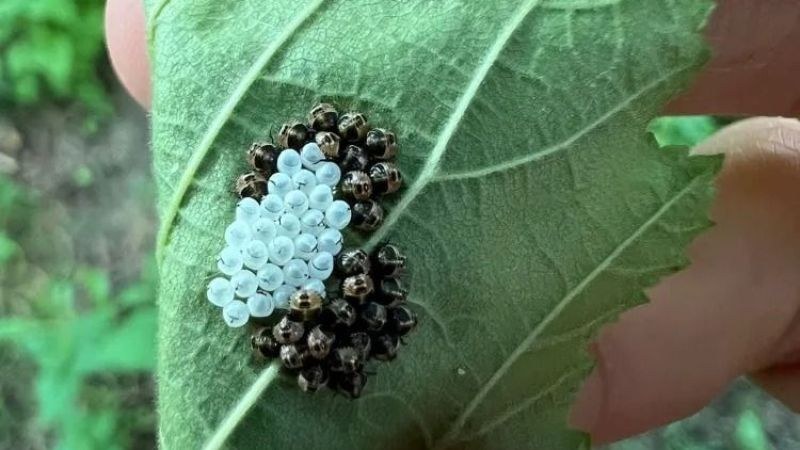 Ordu’da Üreticiler Kokarca Sorunuyla Baş Edemiyor