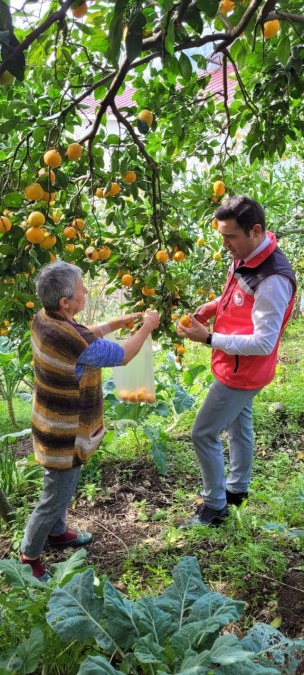 Ordu'da Mandalina Bahçelerinde Hasat Zamanı