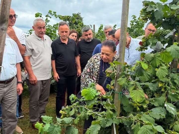Fındıkta Verimi Artıracak Yeni Yöntemler Masaya Yatırıldı