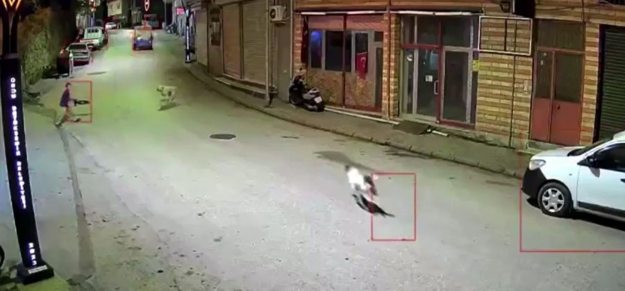 Ordu'da Başıboş Köpeklerin Saldırdığı 10 Yaşındaki Çocuk Scooterıyla Kendini Korudu