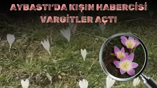 Perşembe Yaylası’nda Sonbahar Vargitlerle Renklendi