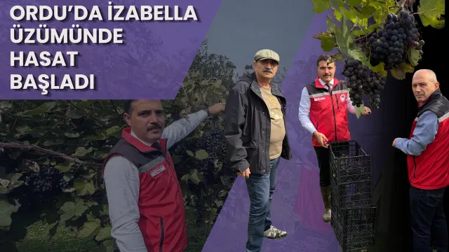Burhanettin Mahallesi’ndeki İzabella Bağında Yeni Sezon Üzümleri Toplanıyor
