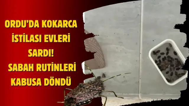 Fatsa’da Kahverengi Kokarca Alarmı: Evlerin İçine Kadar Ulaştı