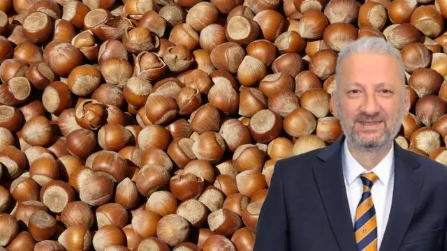 Fındık üreticilerine uyarı: Naylon brandayı ürüne değdirmeyin