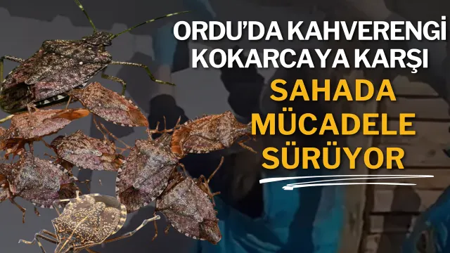 Ordu’da Kahverengi Kokarcaya Karşı Üreticilere Uygulamalı Destek