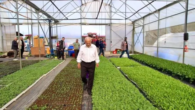 Ordu’da Üreticilere 500 Bin Kışlık Sebze Fidesi Desteği