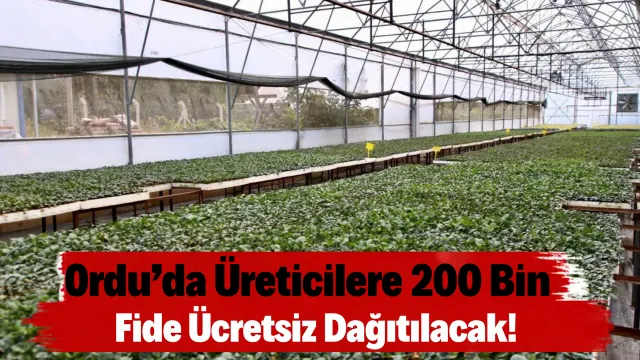 Ordu’da Kışlık Sebze Üretimine 200 Bin Fide Desteği