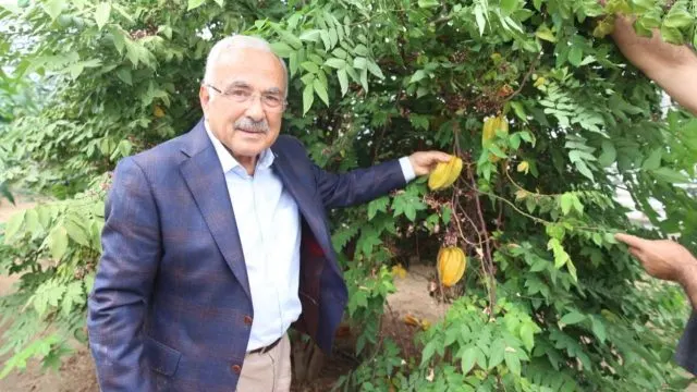 Ordu’da Tropikal Meyve Denemeleri Sonuç Vermeye Başladı