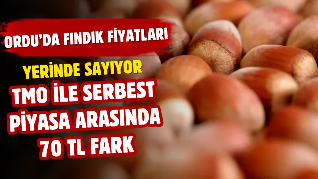 Ordu’da Fındıkta Fiyat Makası Büyüyor: Üretici Tmo’ya Yöneliyor