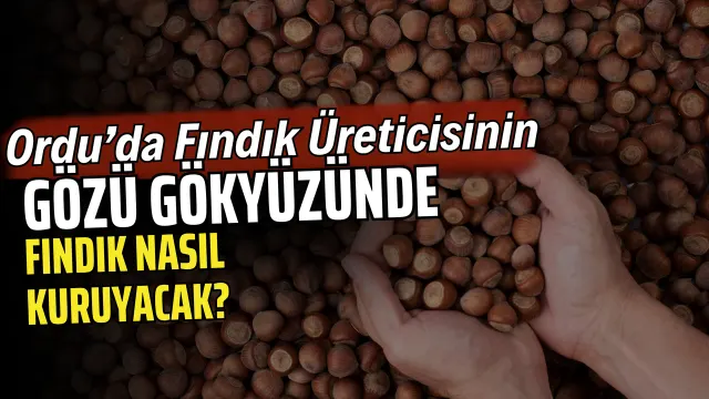 Ordu’da Fındık Harmanlarında Yağış Alarmı: Üretici Güneş Bekliyor