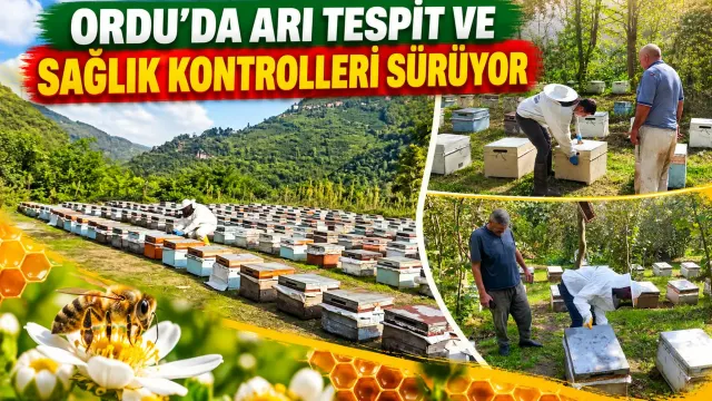Ordu’da Arıcılık Faaliyetleri İçin Saha Denetimleri Devam Ediyor
