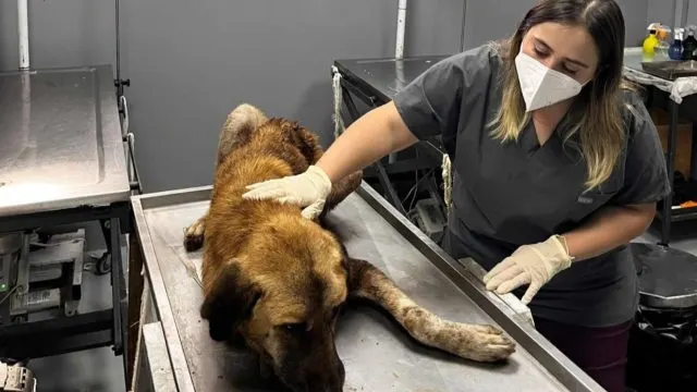 Ağzına çengel takılan köpek tedavi altına alındı