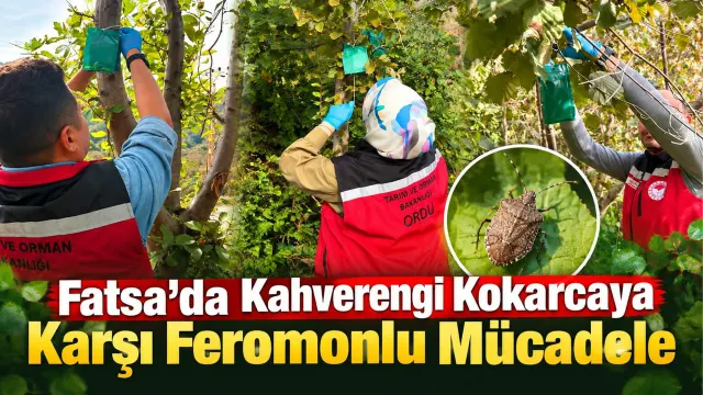 Fatsa’da Kahverengi Kokarcaya Karşı Feromonlu Kışlak Çalışması