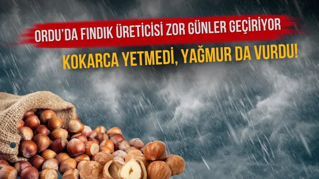 Ordu’da Fındık Hasadı Sonrası Yeni Endişe: Yağış Kurutmayı Engelliyor