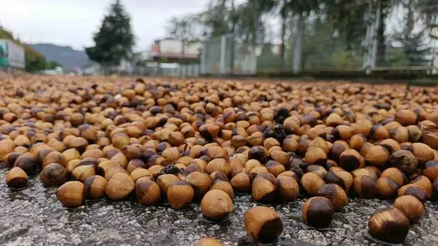 Ordu’da Yağış, Fındık Üreticilerinin Kurutma Sürecini Aksattı