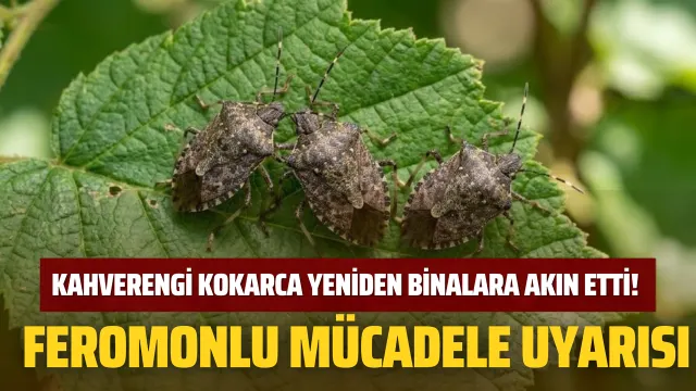 Kahverengi Kokarca İçin Ev Ve Yerleşim Alanlarında Feromonlu Mücadele Çağrısı