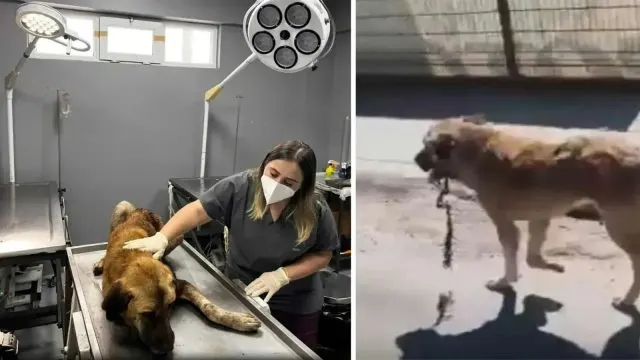 Görüntülerin Ardından Ekipler Harekete Geçti: Ordu’da Ağzına Çengel Takılan Köpek Kurtarıldı