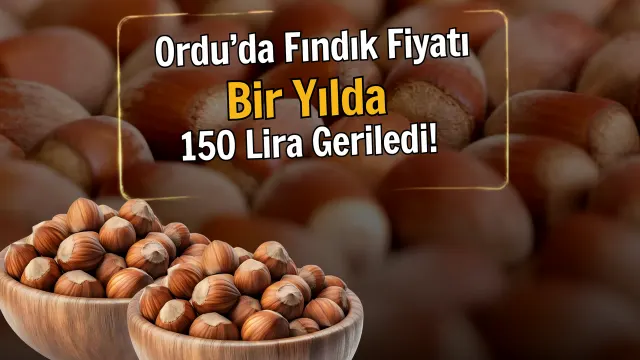 Ordu’da Fındıkta Sert Gerileme: Kilo Fiyatı 180 Liraya İndi