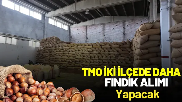 Tmo, Gürgentepe Ve Çatalpınar’da Fındık Alımına Başlıyor