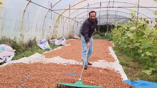 Yağışlar Fındık Üreticisini Seraya Yöneltti