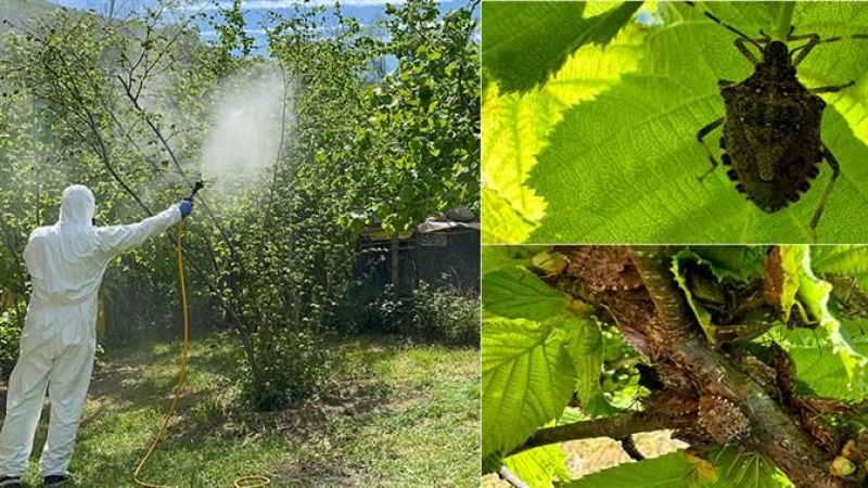 Ordu’da Kokarca ile Feromonlu Mücadele Başladı