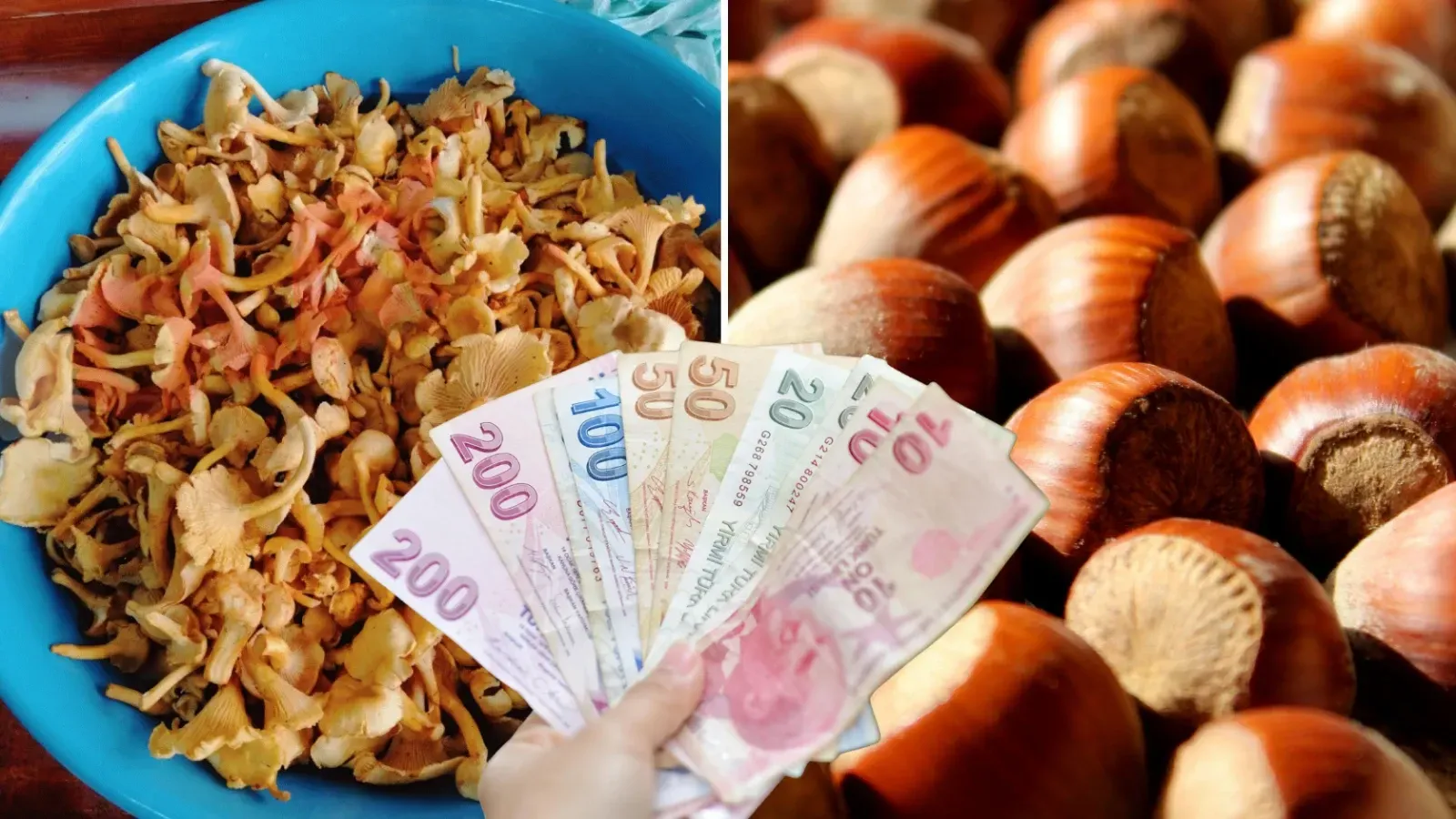 Ordu’da Tirmit Mantarı Fiyatıyla Dikkat Çekti! Kilosu 750 TL’ye Satılıyor