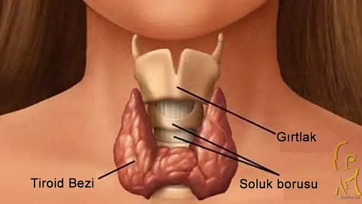 Tiroit Nodüllerini Hafife Almayın: 35 Yaşından Sonra Bir Kez Kontrol Öneriliyor