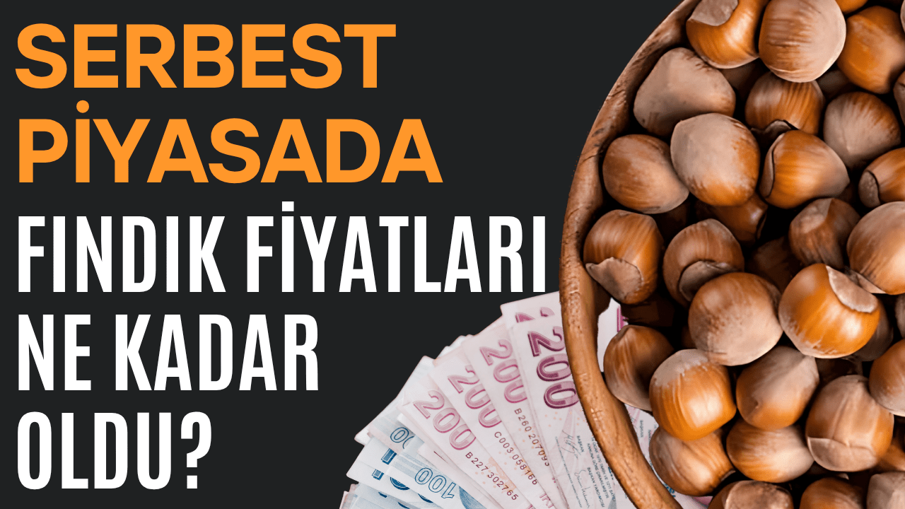 Ordu’da Fındık Fiyatları 175 TL’ye Geriledi! Üretici Yeni Sezon Öncesi Beklemede