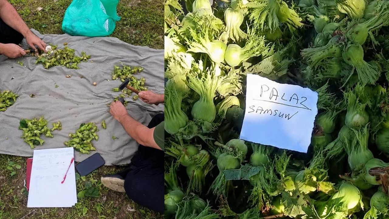 2026 Fındık Rekolte Tahmini Açıklandı: Türkiye Genelinde 805 Bin Ton Bekleniyor